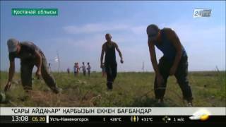 Қостанай облысының бағбандары қарбыздың «Сары айдаһар» атты түрін өсіріп шығарды