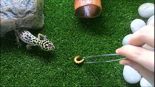 Пятнистый Эублефар ест Зофобас / Eublepharis macularius eating Zophobas morio