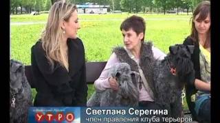 Керри блю терьер в рубрике "Наши любимые животные"
