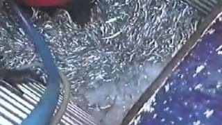 Видео разгрузки рыбы перистальтическим насосом LSM