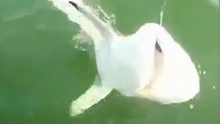 Приколы на рыбалке. Рыба. Кто украл рыбу? Подборка. Fishing. Who stole the fish.