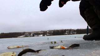 Зимняя рыбалка 2015. Самойловка Белгородская область 28.02.2015