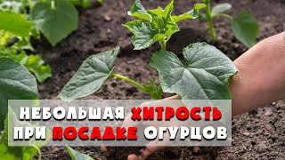 Золотые правила и правильные сроки посадки огурцов в грунт.