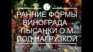 Ранние формы винограда Пысанки О.М. под нагрузкой (участок Якубенко Э.) Короткое видео