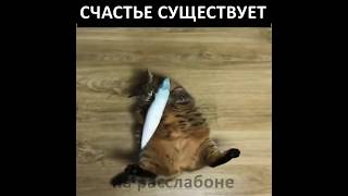 Счастье существует!  Юмор, приколы, позитив, свежее