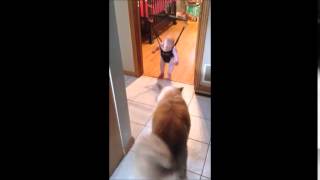 Bebeğe Nasıl Zıplayacağını Öğreten Akıllı Köpek