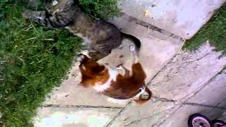 собака насилует кота