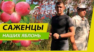 САЖЕНЦЫ НАШИХ ЯБЛОНЬ | СЕМЕНА АЛТАЯ