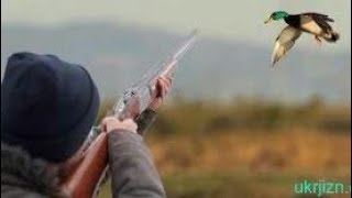 Ördek ovu sarısu 2019