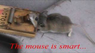 Use the Ultimate Bait to catch mice!