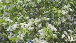 ВИДЕО.  "Черемуха цветет" Nature.Free footage.