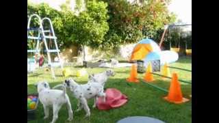 Estimulación Cachorros 5ª y 6ª Semana - JUMALPA