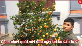 Cách giữ cây quất đào tươi lâu ngày tết không cần tưới