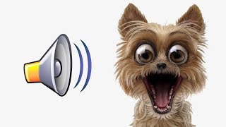 ?СОБАКА ПОЛЮБИТ ЭТИ ЗВУКИ ПРИКОЛ НАД СОБАКОЙ YOUR DOG LOVES THESE SOUNDS