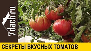 ? 7 секретов выращивания вкусных томатов - 7 дач