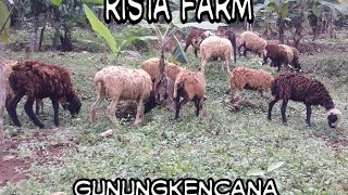 Cara Ternak Domba yang mudah