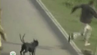 Собака нападает на людей