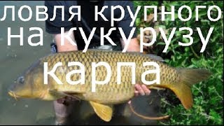 Ловля крупного карпа на пиккер и фидер, На тонкие поводки.BIG FISH
