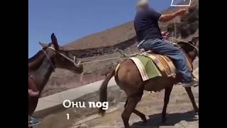 УЖАС!!! Как живут мулы и ослы в рабстве
