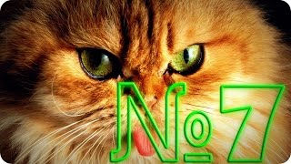 Приколы с животными №7   Забыл язык  Смешные животные