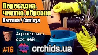 Пересадка, чистка, обрезка Каттлея / Cattleya