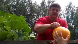 тыква на компостной куче выращивание урожай самая большая тыква