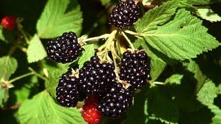 А у вас растет ежевика?  Знакомьтесь, новые урожайные сорта