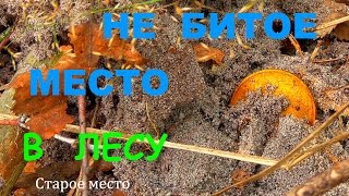 Не битое место в лесу.Поиск монет
