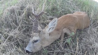 Охота на косулю с манком в РБ, ИЖ 18МН 308вин, манок НОРДИК РОЕ