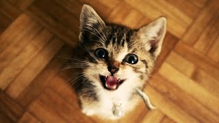 Funny Cats and Kittens Meowing Compilation