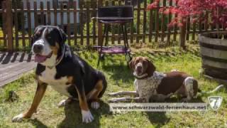 Urlaub mit Hund im Ferienhaus Schwarzwald