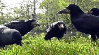 Entertainment Videos of Birds For Cats and Dogs To Watch - Rooks and Jackdaws 1