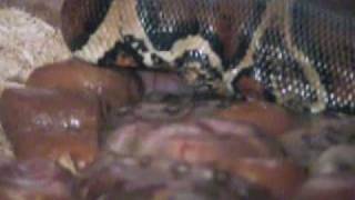 Boa Babies being born in 2001