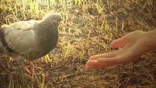 Ручной голубь(Красивое видео) bigDron TV///