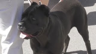 Итальянский кане корсо, итальянский мастиф видео с выставки собак