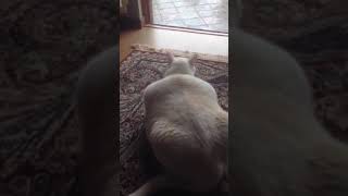 очень толстый кот-охотник #кот #ЮАР #толстый кот
