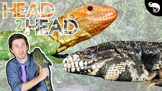 Argentine Tegu vs Caiman Lizard, Which Is the Best Pet Lizard?