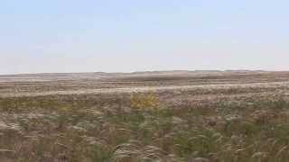 Ах ты, степь широкая...Степь весной. Russian nature spring steppe Full HD 1080p.