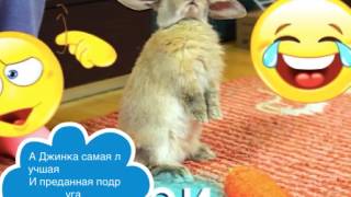 Это видео про мою любимую блогершу Элли Ди !