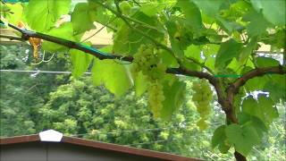 JVC Everio GZ-HM300 Grapes