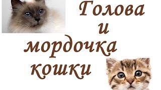 ГОЛОВА и МОРДОЧКА кошки