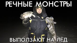 РЕЧНЫЕ МОНСТРЫ ВЫПОЛЗАЮТ НА ЛЕД / ТРОФЕЙНАЯ РЫБАЛКА НА НАЛИМА