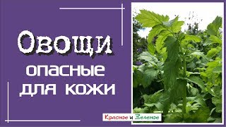 Овощи с ОПАСНЫМИ для кожи листьями. Защитим руки!