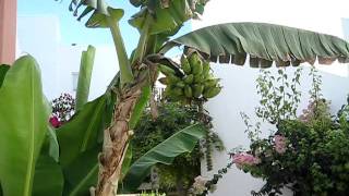 Cyprus-Pafos-Akti Beach Village 4 (Russian language)