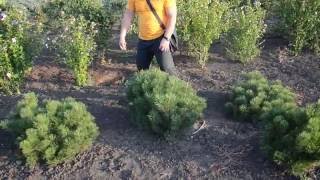 Сосна Горная | Plante.md