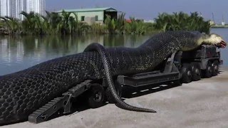 ЗМЕИ ГИГАНТЫ. САМУЮ БОЛЬШУЮ АНАКОНДУ ПОЙМАЛИ НА ПОБЕРЕЖЬЕ КРАСНОГО МОРЯ