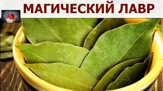 А вы знали что ЛАВРУШКА обладает магическими свойствами?