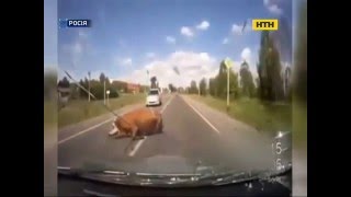 Корова попала под колеса автомобиля