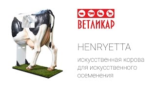 Искусственное осеменение коров. Обучение осеменаторов с помощью Henryetta