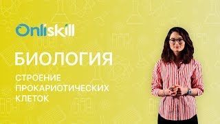Биология 10 класс : Строение прокариотических клеток